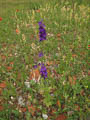 auf den ruderalen Flächen wächst Rittersporn und Klatschmohn auf den ruderalen Flächen wächst Rittersporn und Klatschmohn