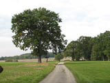 herrliche solitäre Eiche auf dem Weg zum Hausteichdamm herrliche solitäre Eiche auf dem Weg zum Hausteichdamm