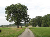 herrliche solitre Eiche auf dem Weg zum Hausteichdamm