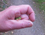 ein kleiner Laubfrosch wurde auch gefunden!