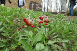 Schlsselblumen auf dem Friedhof an der Wehrkirche