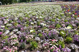 das erste Blumenbeet in voller Pracht