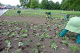 so werden die Blumenbeete neu bepflanzt - eine gewaltige Arbeit