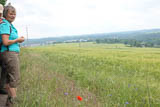 Kornblume und Klatschmohn am Wegesrand werden immer seltener in unserer intensiven Landwirtschaft!