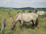 Koniks als Landschaftspfleger