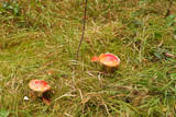 im Herbst sind diese Pilze Fotoobjekte! im Herbst sind diese Pilze Fotoobjekte!