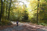 Herbstwald im Sonnenschein an der Tafelbuche!