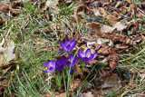 es wird nun doch Frühling!