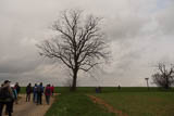 die Linde über dem Lindenhof - ein landschaftsbildender und grenzmarkierender Baum!