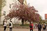 Der Frühling im ehemaligen Universitätsgelände in Jena