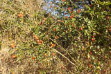 Herbstfrüchte am Radweg nach Schwerstedt verschönern die ausgeräumte Natur.