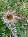 Auf dem Wege nach Neckeroda noch Pflanzen aus dem letzten Jahr - eine Silberdistel !