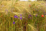 die Gerste wird Reif mit Mohn und Feldrittersporn