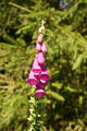 Digitalis Purpurea sehen nur die, welche den Kopf heben!