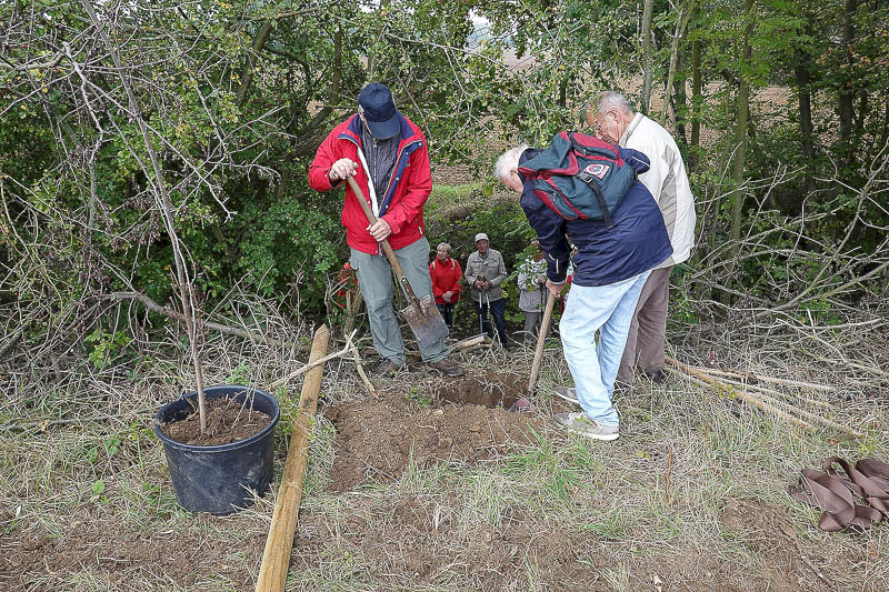 erneute Gr&uuml;ndung des 2020er Baumes unter fachm&auml;&szlig;iger Aufsicht !