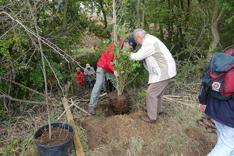 der BAum wird gesetzt!